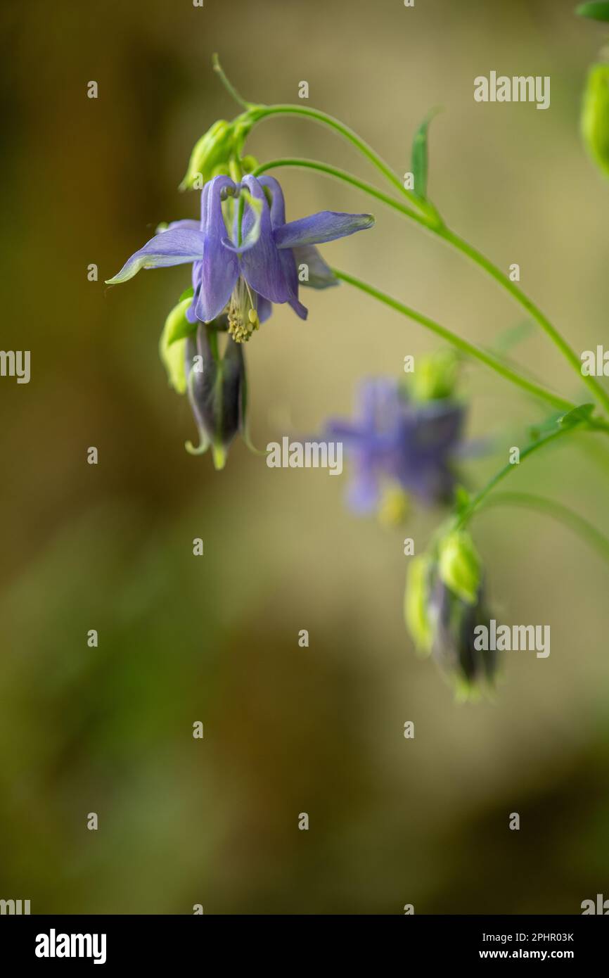 Aquilegia vulgaris, cascata delle Ninfe, Parco Nazionale d'Abruzzo e Molise, Camosciara, Civitella alfedena, Pescasseroli, Foto Stock