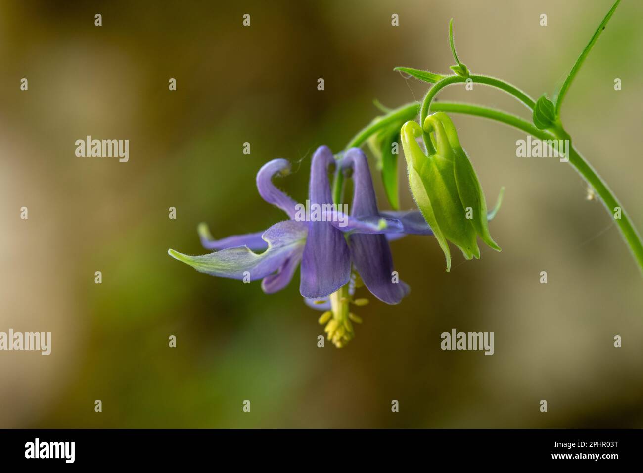 Aquilegia vulgaris, cascata delle Ninfe, Parco Nazionale d'Abruzzo e Molise, Camosciara, Civitella alfedena, Pescasseroli, Foto Stock