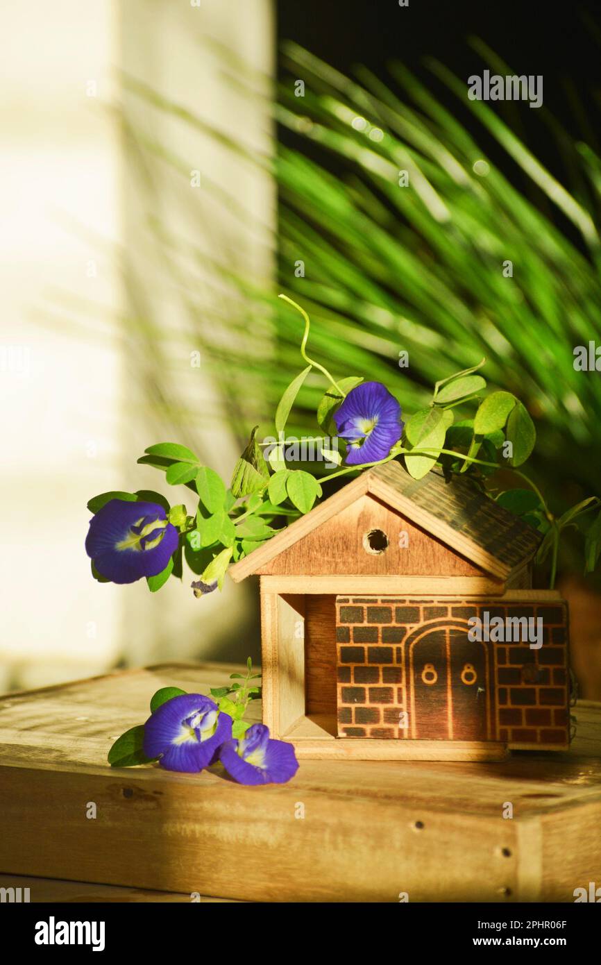 Dolce casa con fiore. Foto Stock