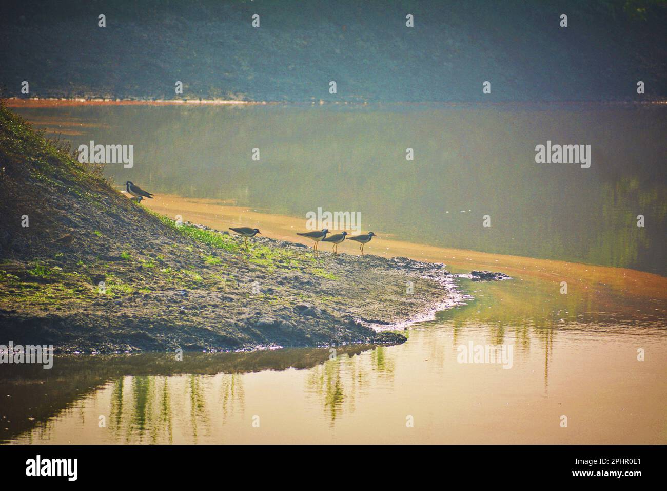 Uccello alare in terra bassa Foto Stock