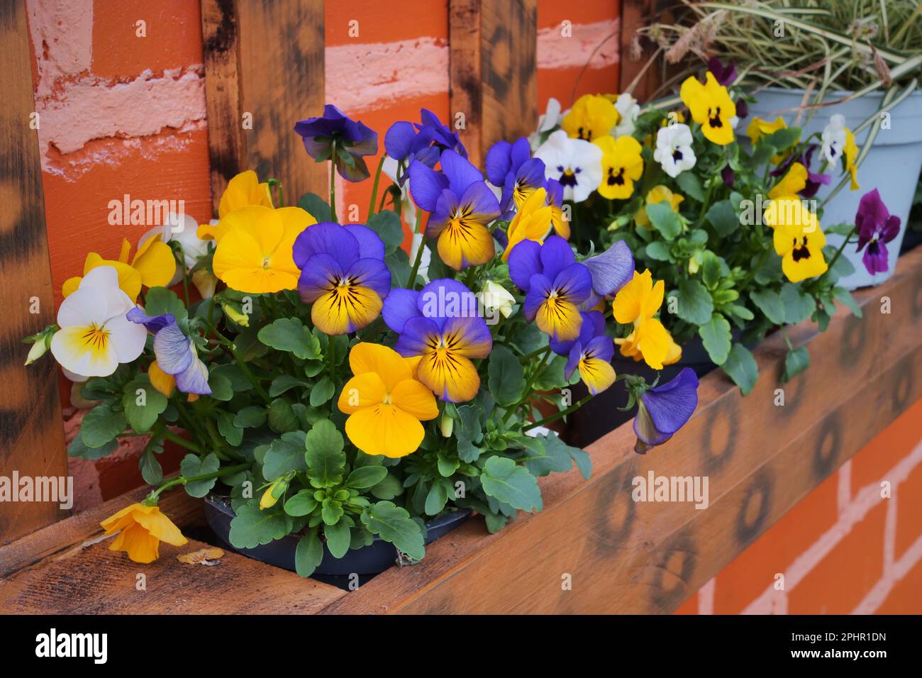 Fiori di Viola Cornuta. Horned Pansy o Horned Violet Foto Stock