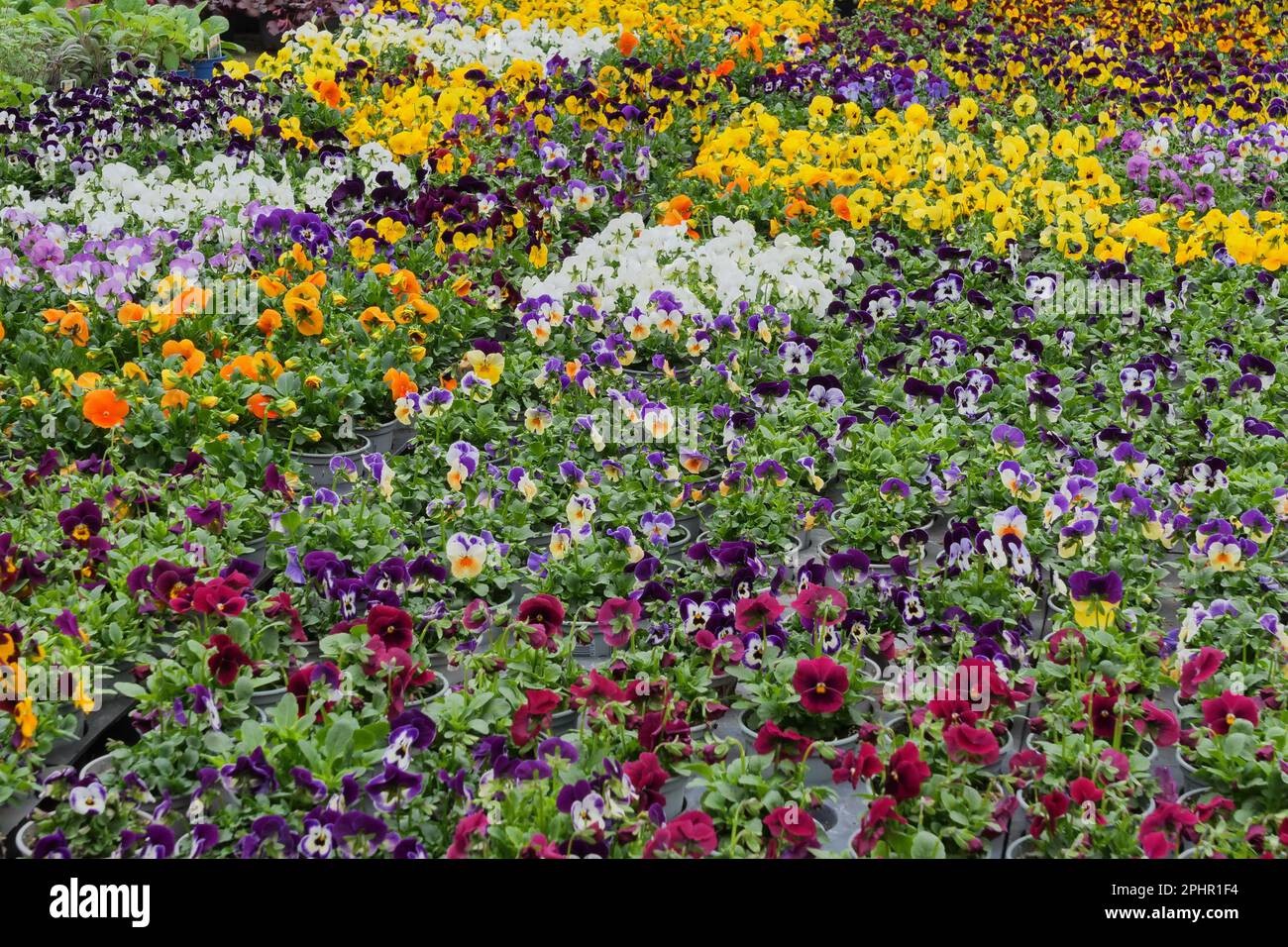 Fiori di Viola Cornuta. Horned Pansy o Horned Violet Foto Stock