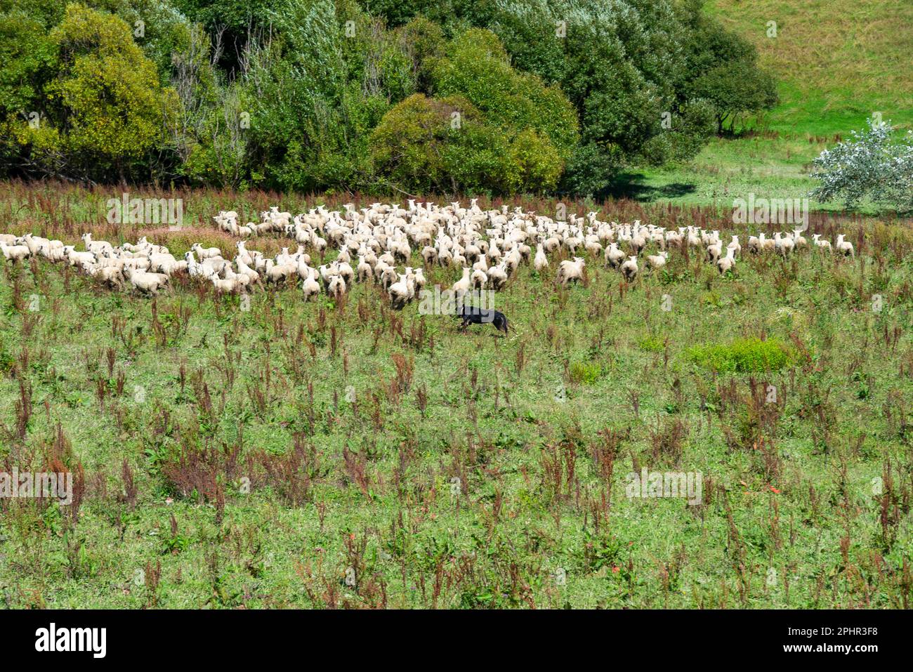 Sheepdog che lavora con una folla di pecore in un paddock nella Wairarapa, Nuova Zelanda Foto Stock
