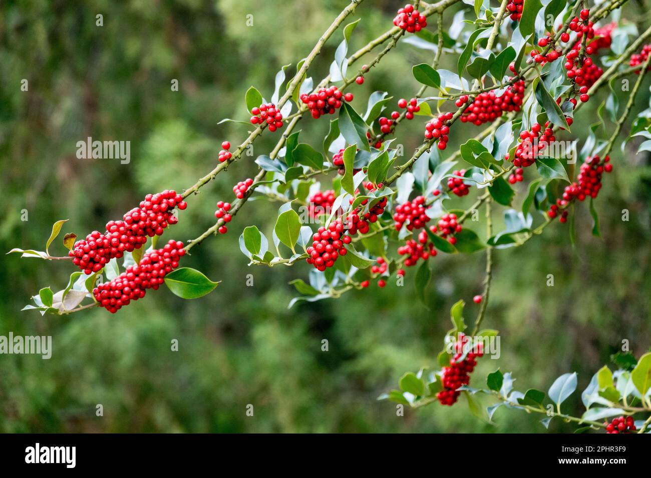 Inglese Holly, albero, Ilex aquifolium, pianta, Ilex Berries Foto Stock