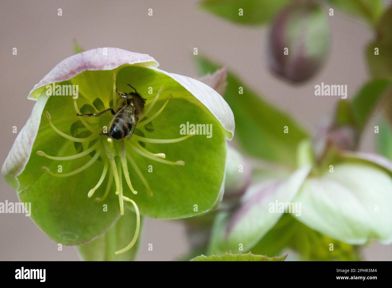 Apis mellifera, ape di miele, fiore, Helleborus argustifolius, insetto in fiore, Bee, pianta di Hellebore Foto Stock