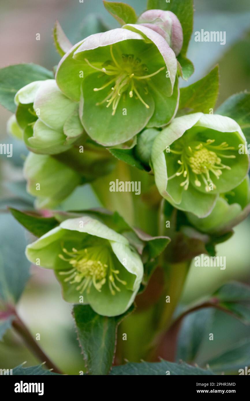 Hellebore corso, Rosa corsa, Helleborus argutifolius, Hellebore agitato, Primavera, Fiore, Hellebore, fiori Foto Stock