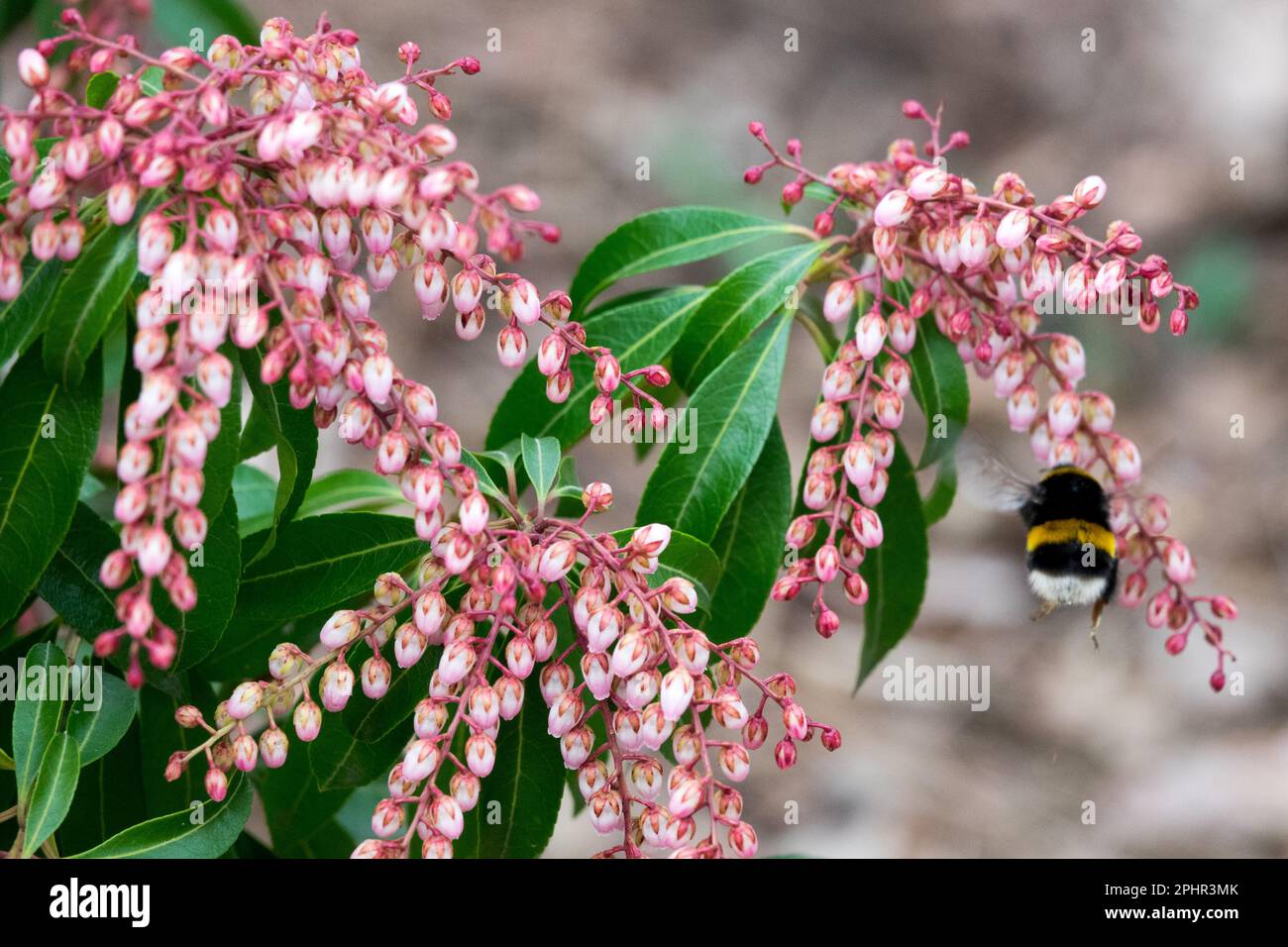 Bombus terrestris, femmina, Bomblebee a coda di rondine, volante, Bumblebee, Insetto, Giglio della valle arbusto, Pieris, Bee-friendly, piante primavera Foto Stock