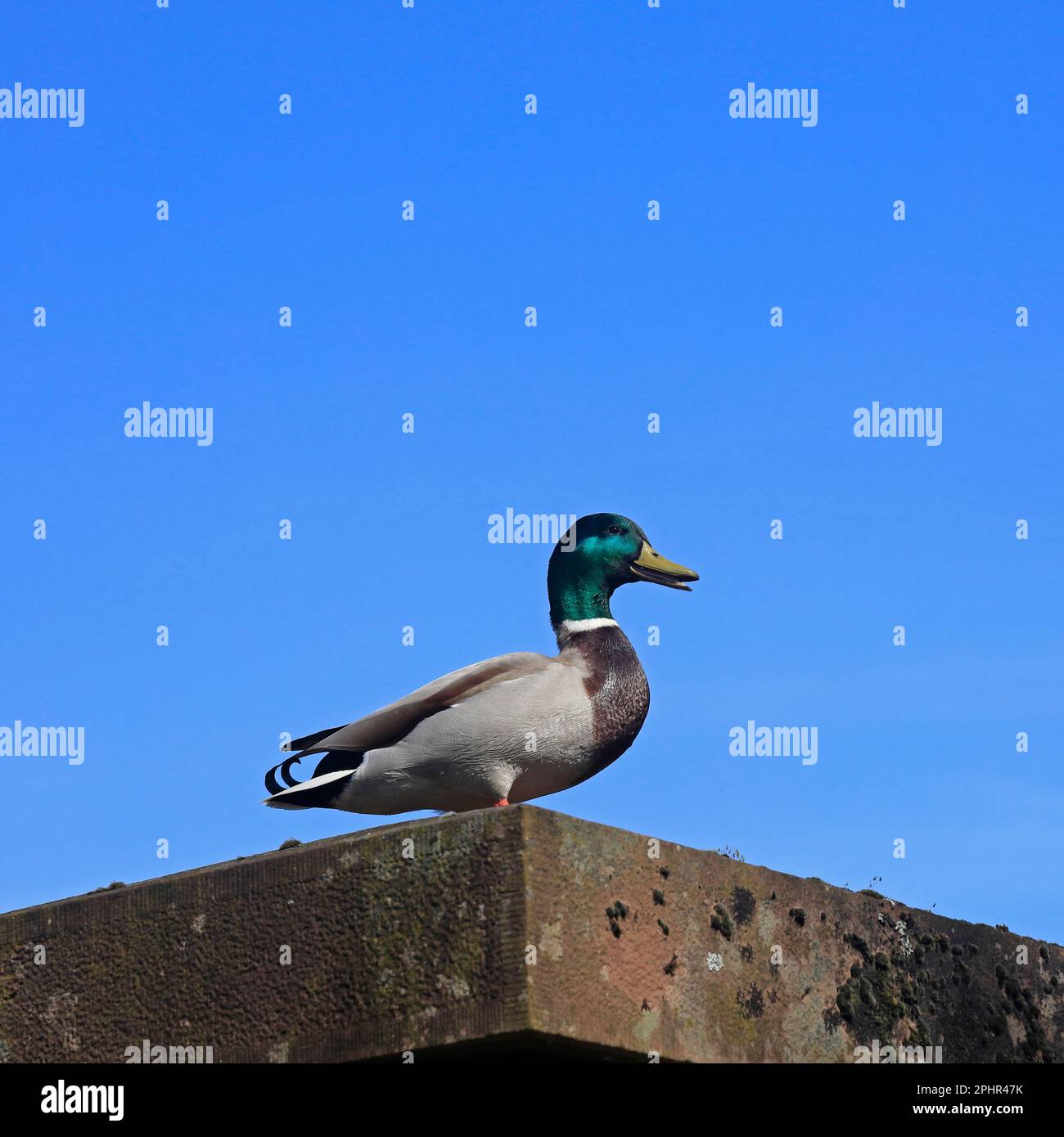 Anatra maschile, adulta mallard in alto sui bastioni delle mura del Castello di Cardiff. Marzo 2023. Molla. Foto Stock