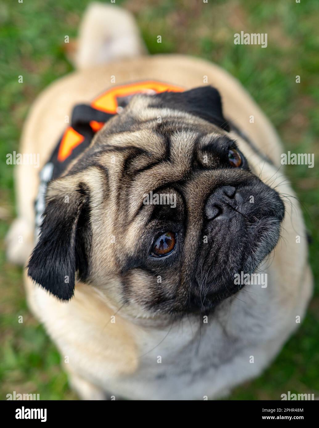 carino mops pug cane guardando fino al suo allenatore primo piano . Foto Stock