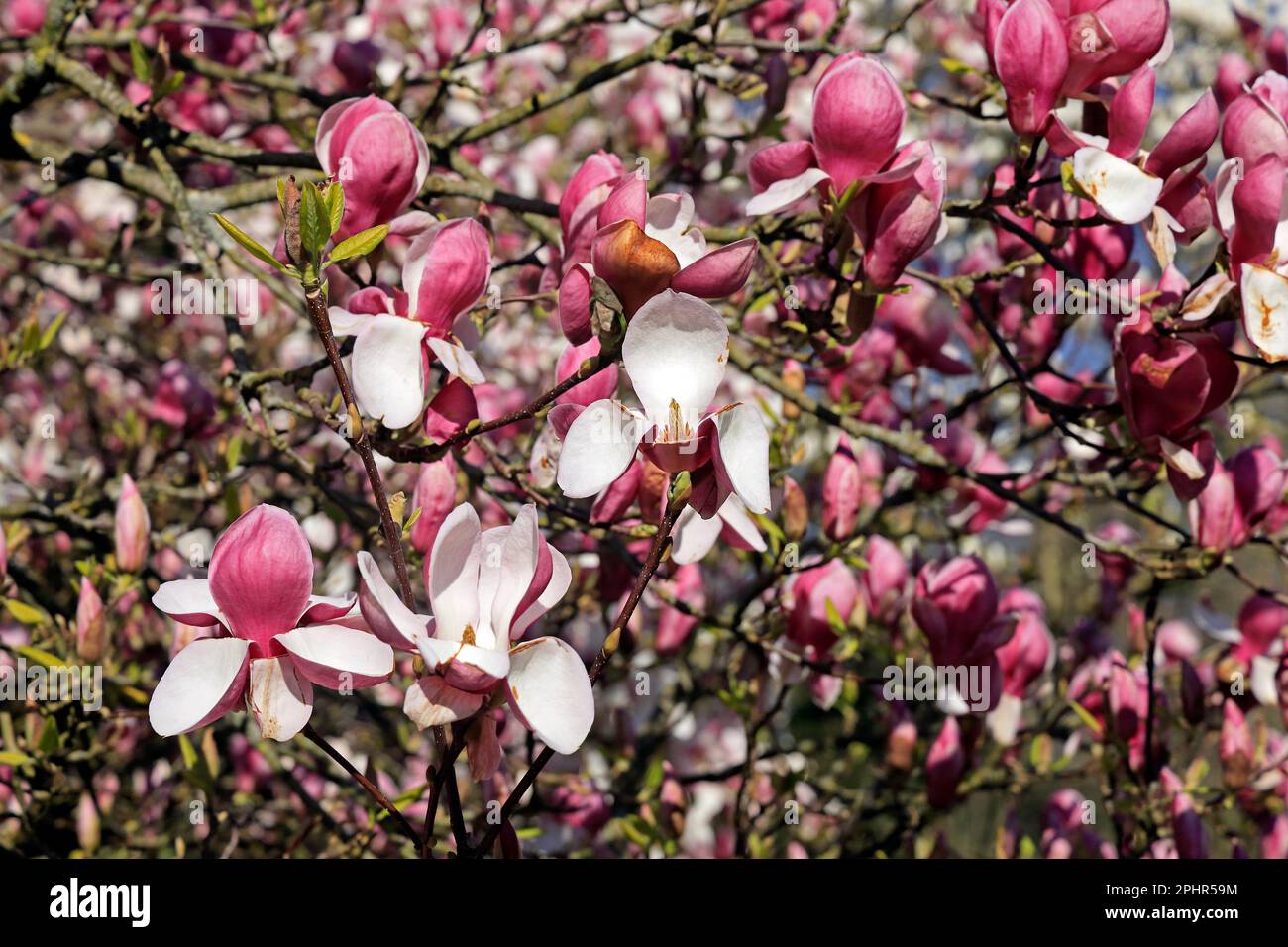 Primavera magnolia alberi in una giornata di sole in primavera, Cardiff. Marzo 2023. Spring.Magnolia x sulangeana Foto Stock