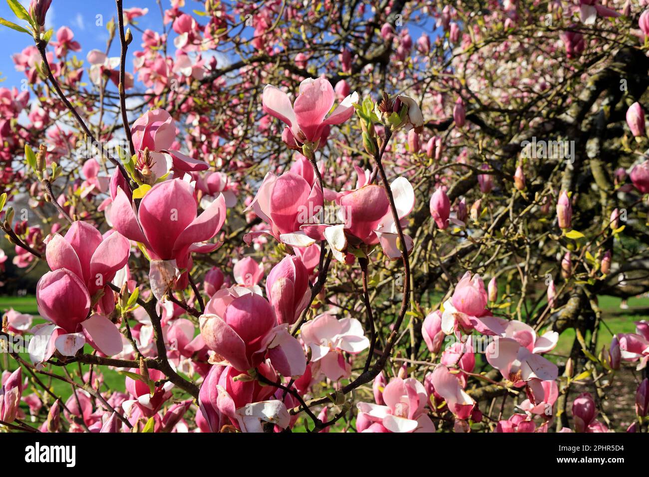 Primavera magnolia alberi in una giornata di sole in primavera, Cardiff. Marzo 2023. Spring.Magnolia x sulangeana Foto Stock