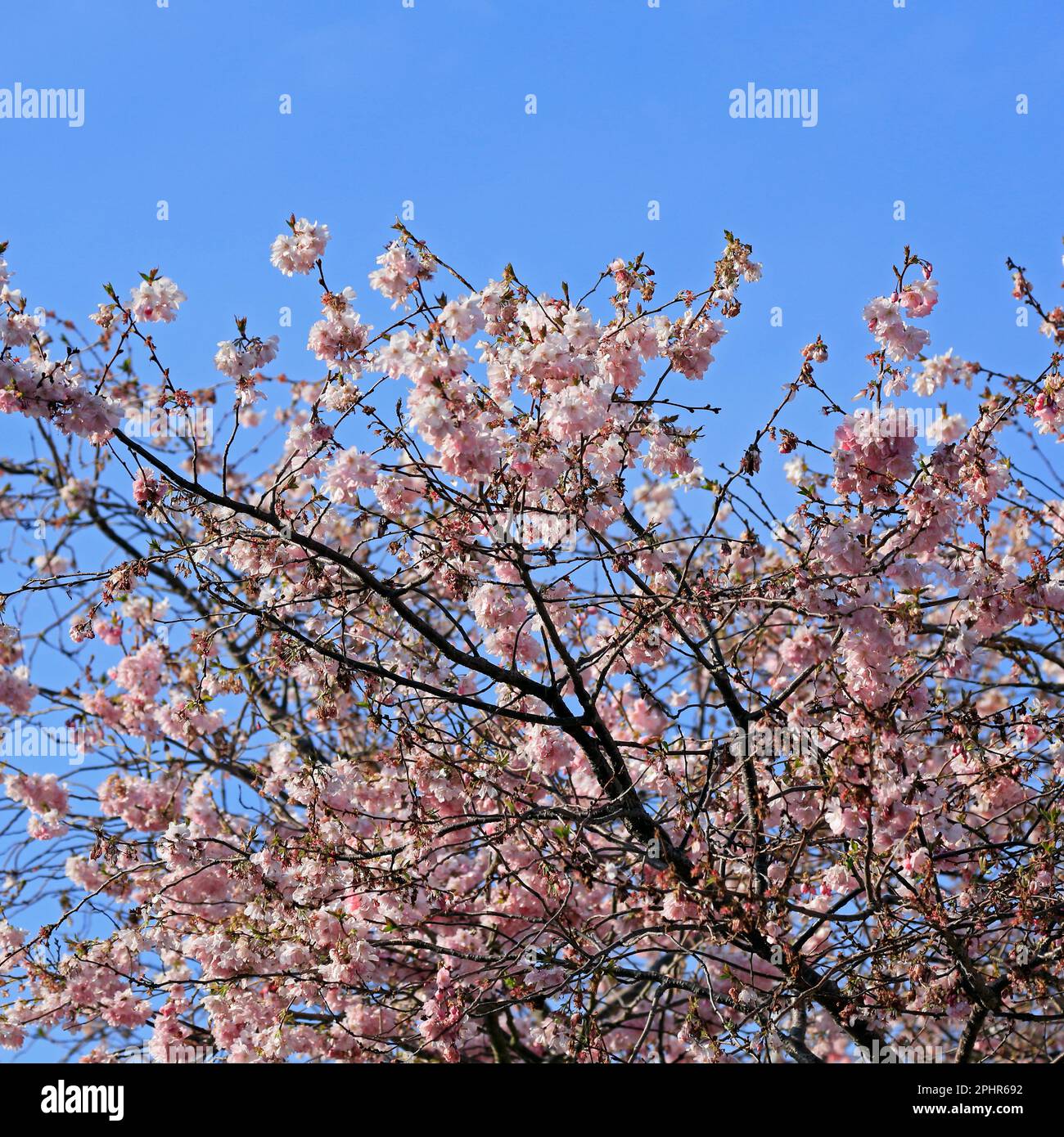 Fiori di ciliegio nel regno unito marzo immagini e fotografie stock ad alta  risoluzione - Alamy