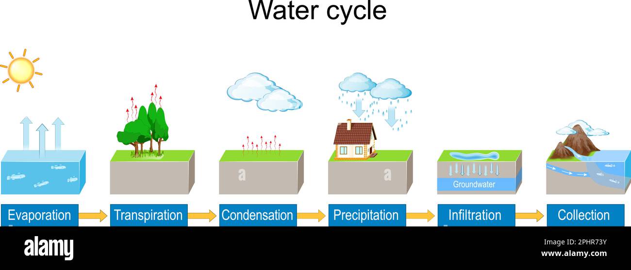 Ciclo dell'acqua. infografica con spiegazione dettagliata. Diagramma vettoriale. Paesaggio idrologico. Schema scolastico di geografia. Illustrazione per uso didattico Illustrazione Vettoriale