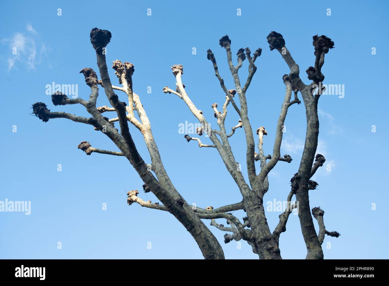 Londra - Gennaio 2023: London Plane o London Planetree tagliò un albero comune sulle strade residenziali urbane di Londra Foto Stock
