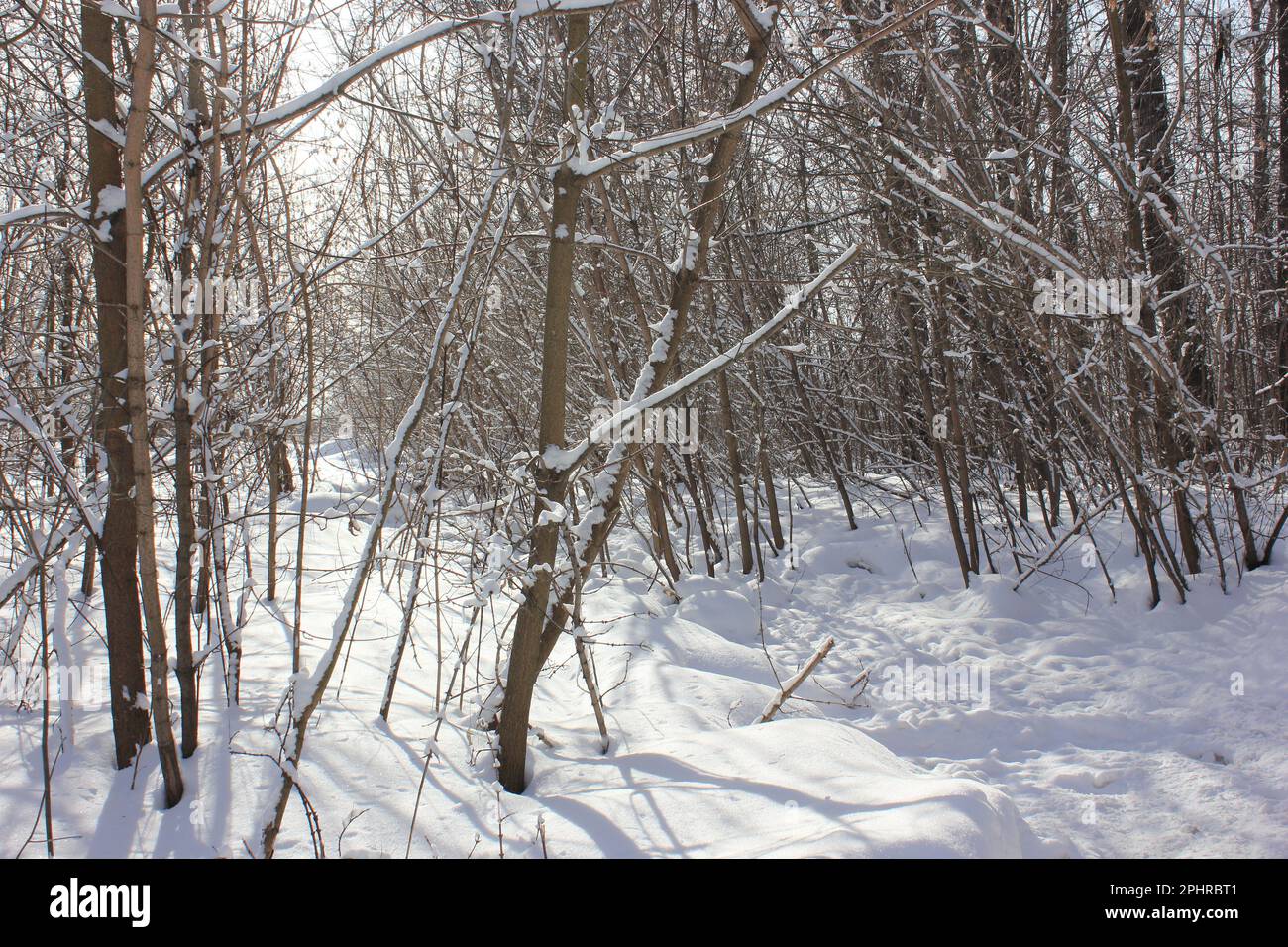 Alberi e arbusti nella foresta innevata d'inverno o nel parco. Foto Stock