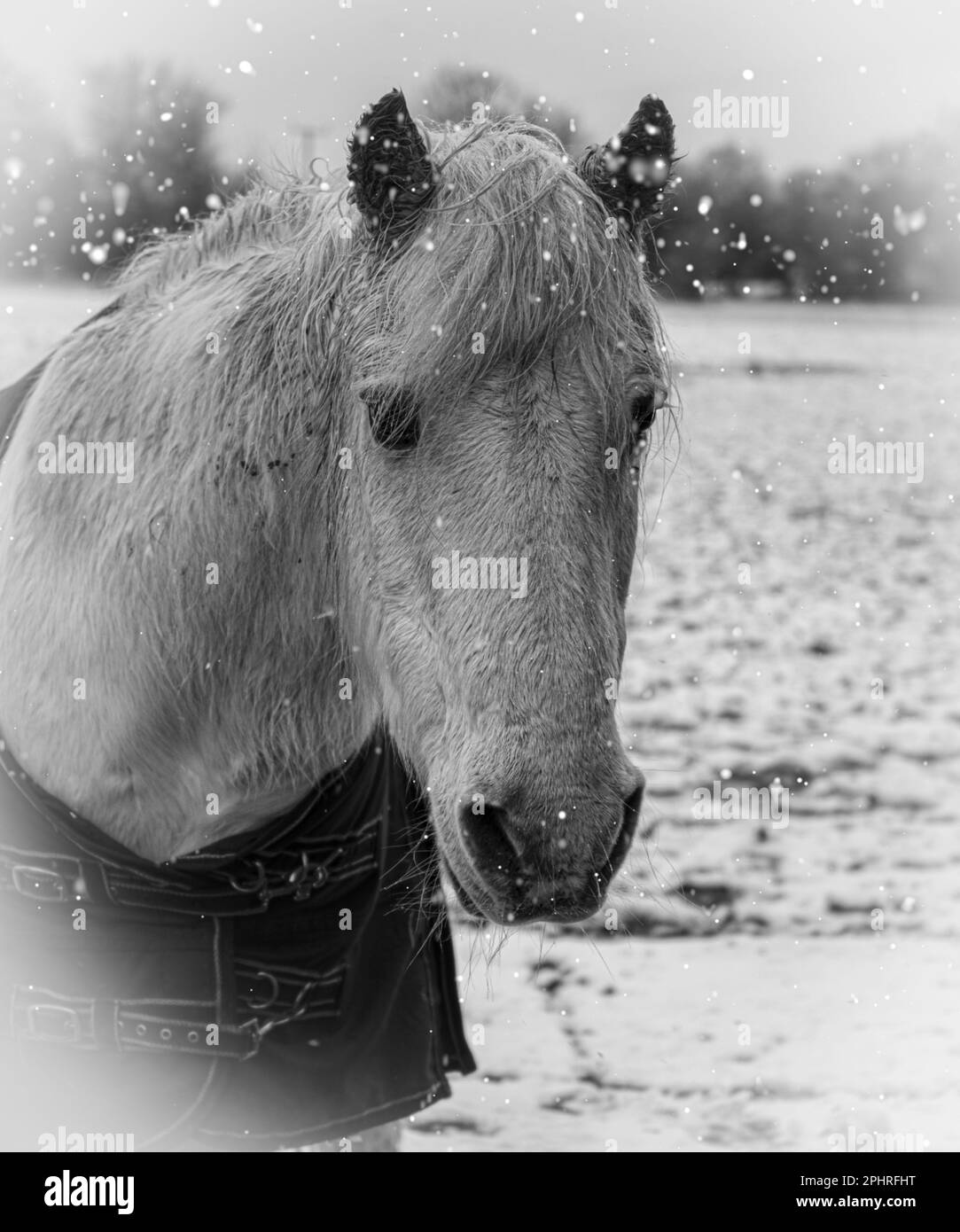 pony grigio nella neve in bianco e nero Foto Stock