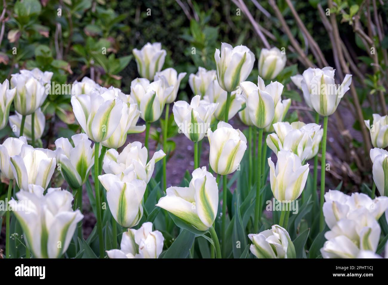 Bianco e verde Tulipa Spring Green in primavera Foto Stock