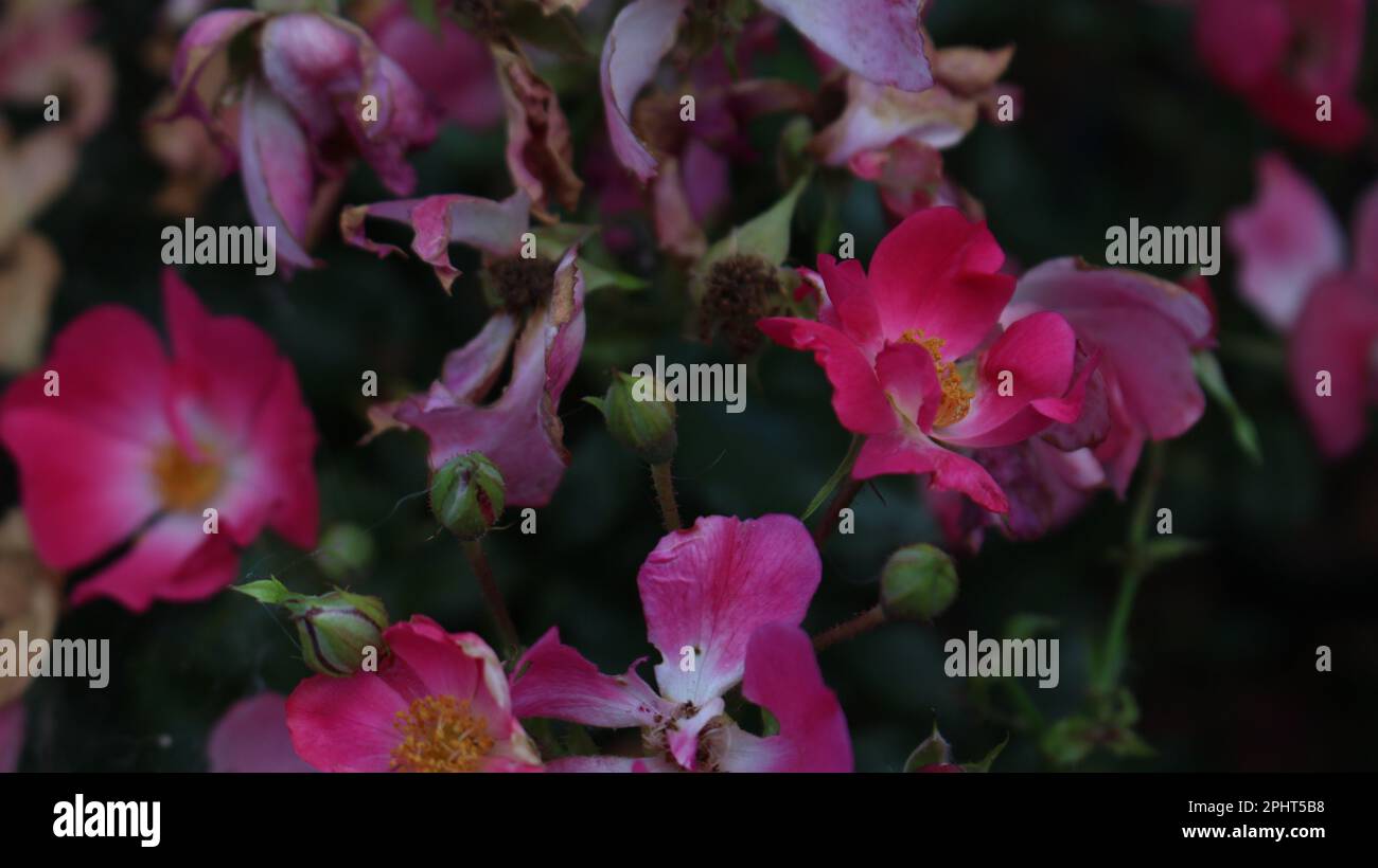 Fiori di primavera in Polonia Foto Stock
