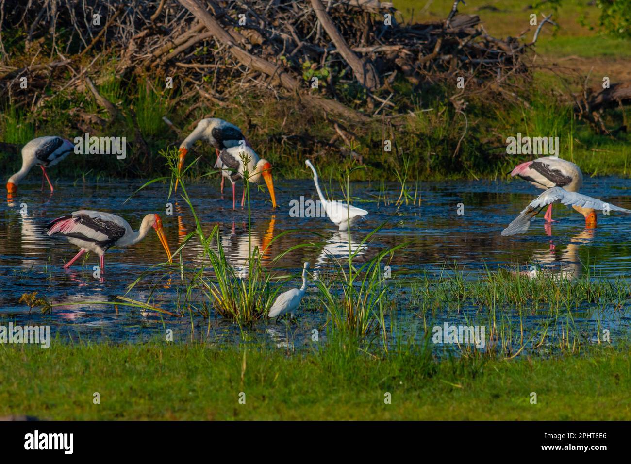 Cicogne dipinte nel parco nazionale di Bundala nello Sri Lanka. Foto Stock