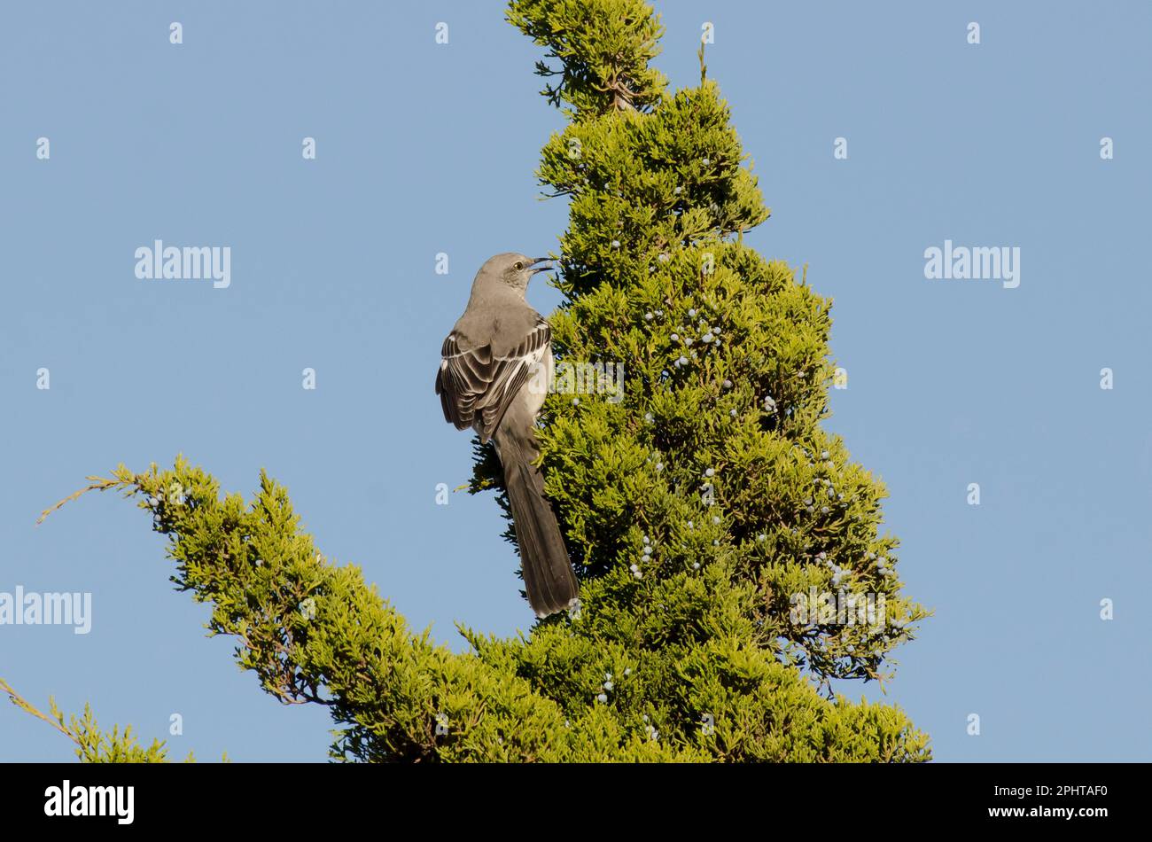 Mockingbird settentrionale, Mimus polyglottos, foraggio e alimentazione su cedro rosso orientale, Juniperus virginiana, frutta Foto Stock