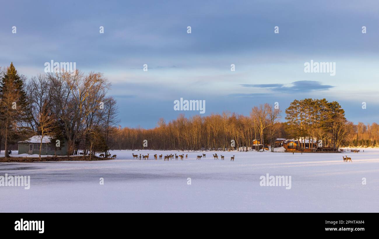 Cervi dalla coda bianca su un lago ghiacciato nel Wisconsin settentrionale. Foto Stock