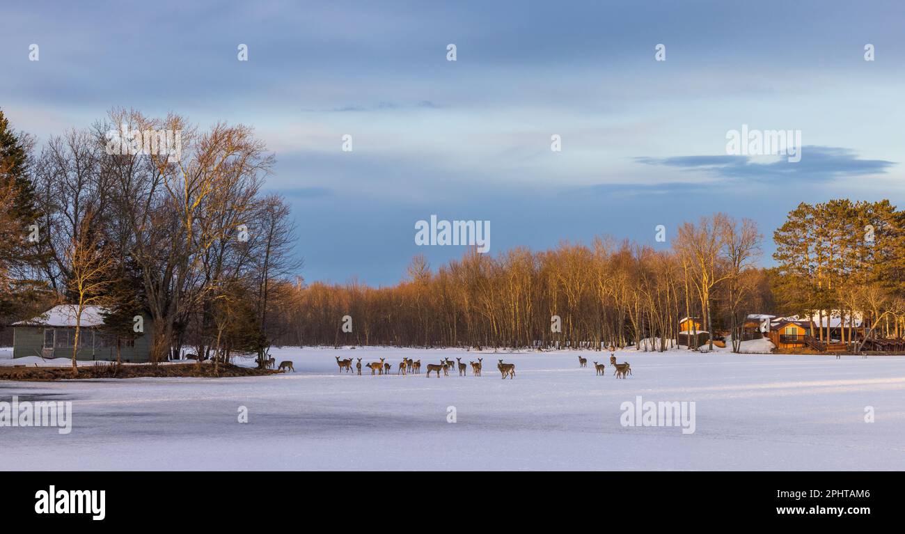 Cervi dalla coda bianca su un lago ghiacciato nel Wisconsin settentrionale. Foto Stock