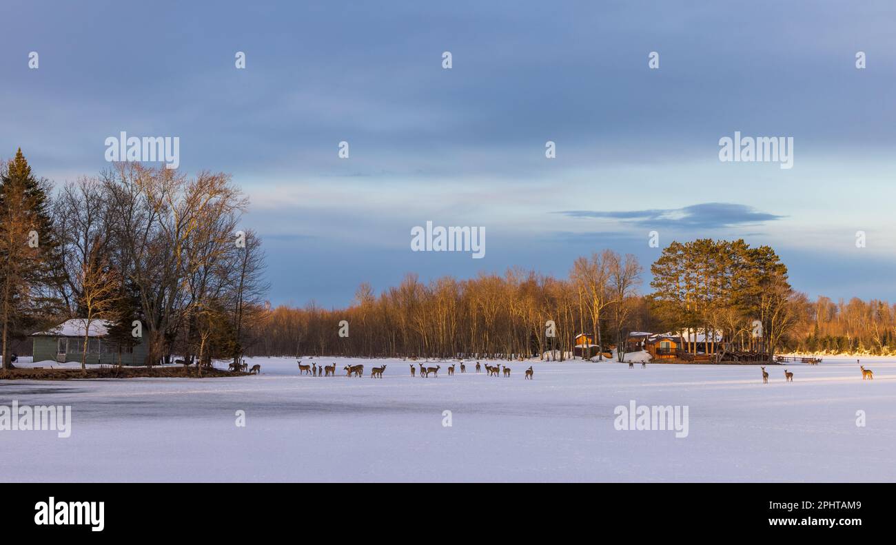 Cervi dalla coda bianca su un lago ghiacciato nel Wisconsin settentrionale. Foto Stock