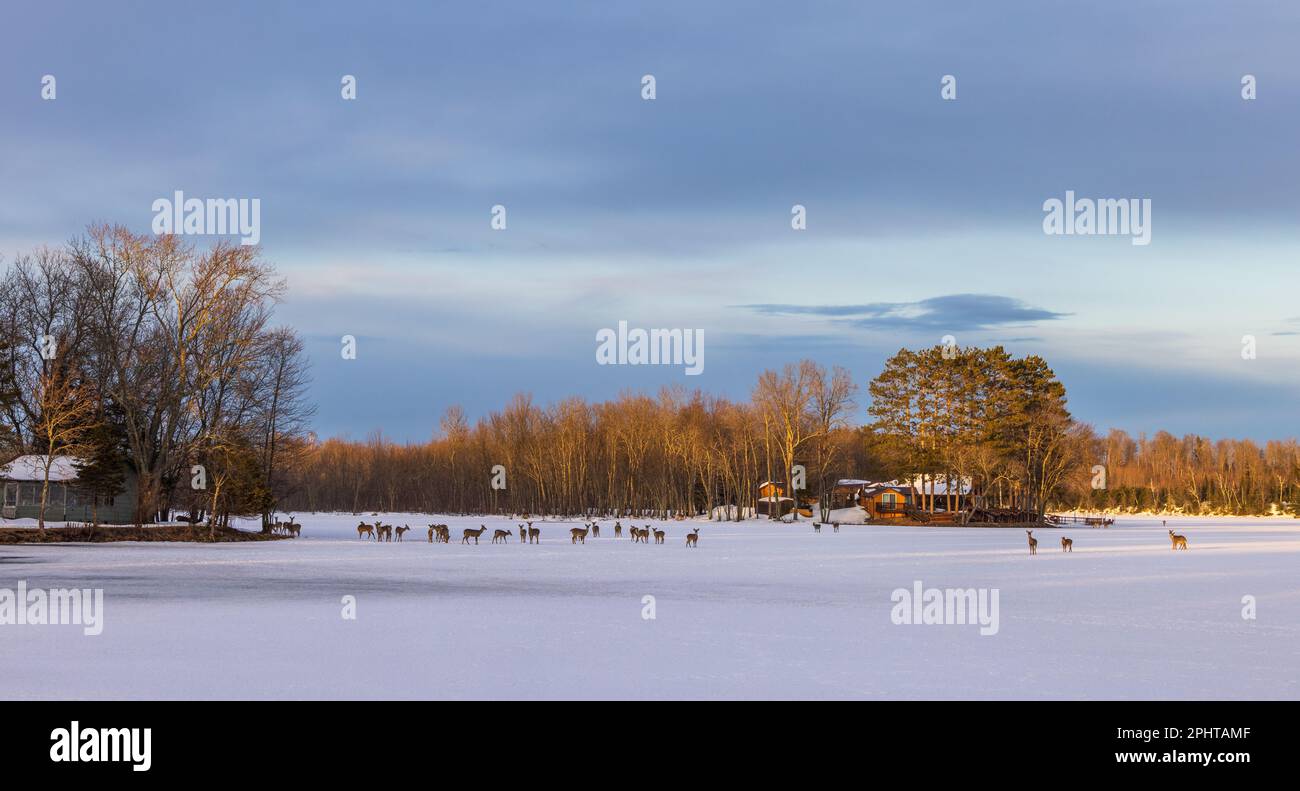 Cervi dalla coda bianca su un lago ghiacciato nel Wisconsin settentrionale. Foto Stock