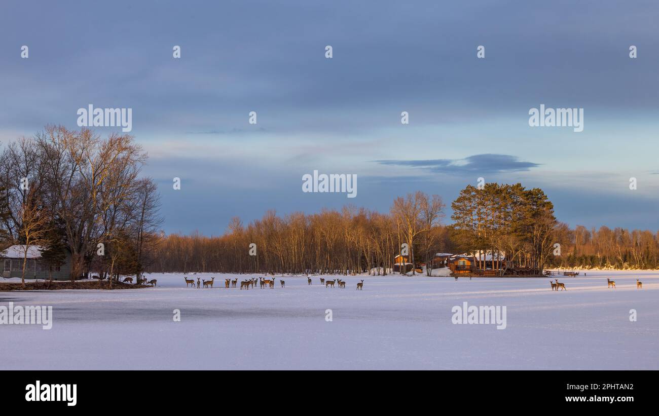 Cervi dalla coda bianca su un lago ghiacciato nel Wisconsin settentrionale. Foto Stock