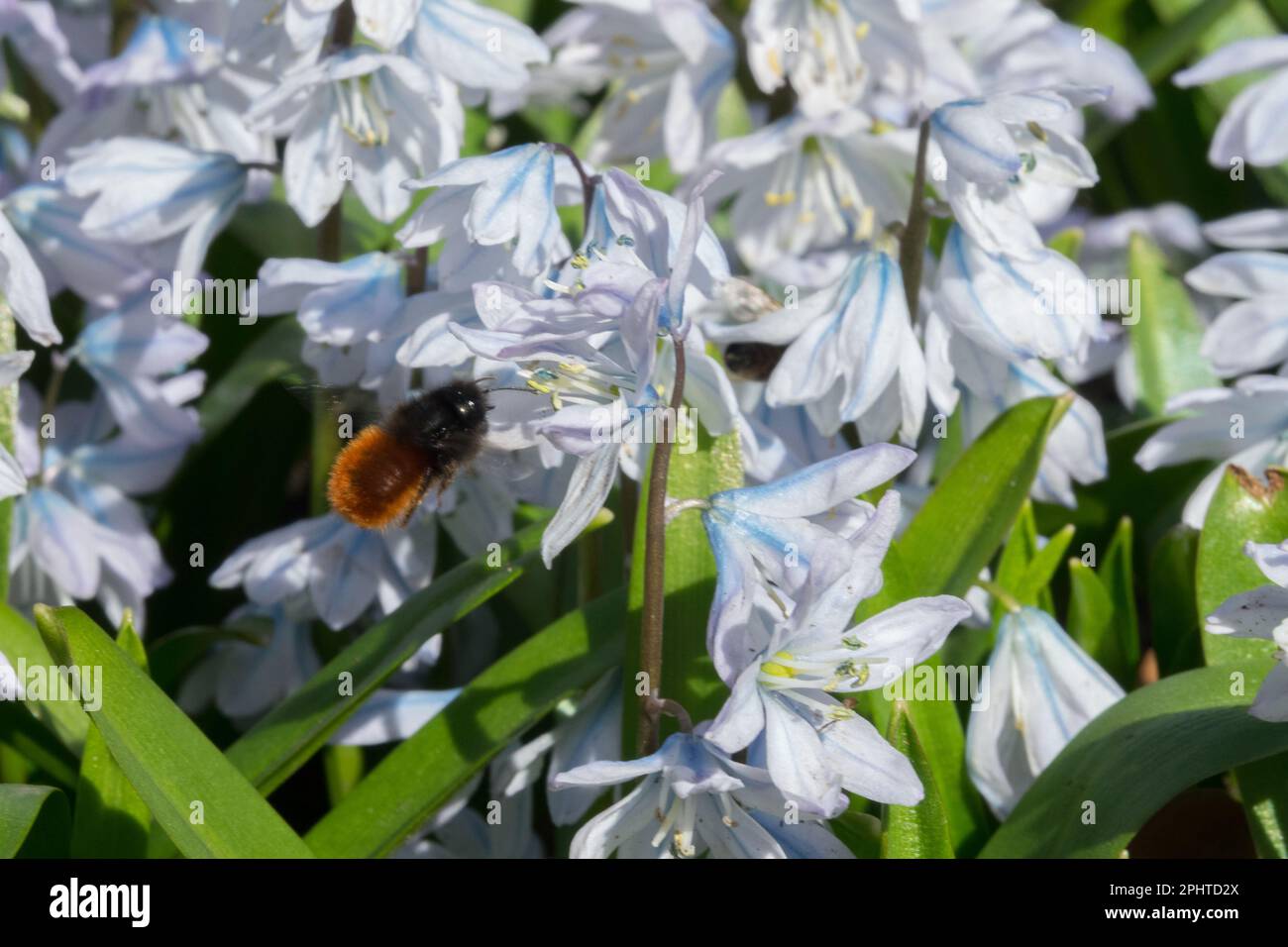 Osmia cornuta, ape europea di frutteto su Squill Scilla alla fine dell'inverno Scilla mischtschenkoana Foto Stock
