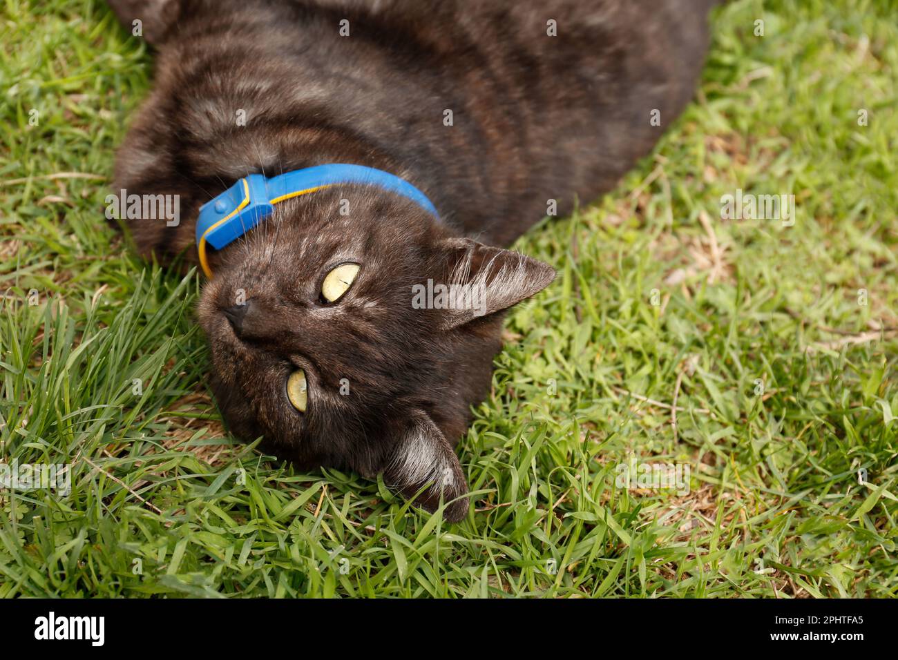 Adorabile gatto scuro che riposa su erba verde all'aperto, primo piano Foto Stock