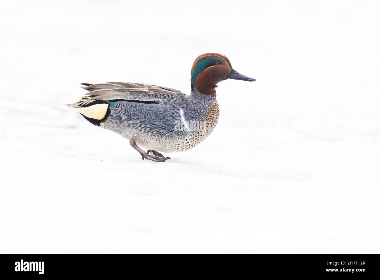 Capezzolo maschio con ali verdi (Anas carolinensis) in primavera Foto Stock