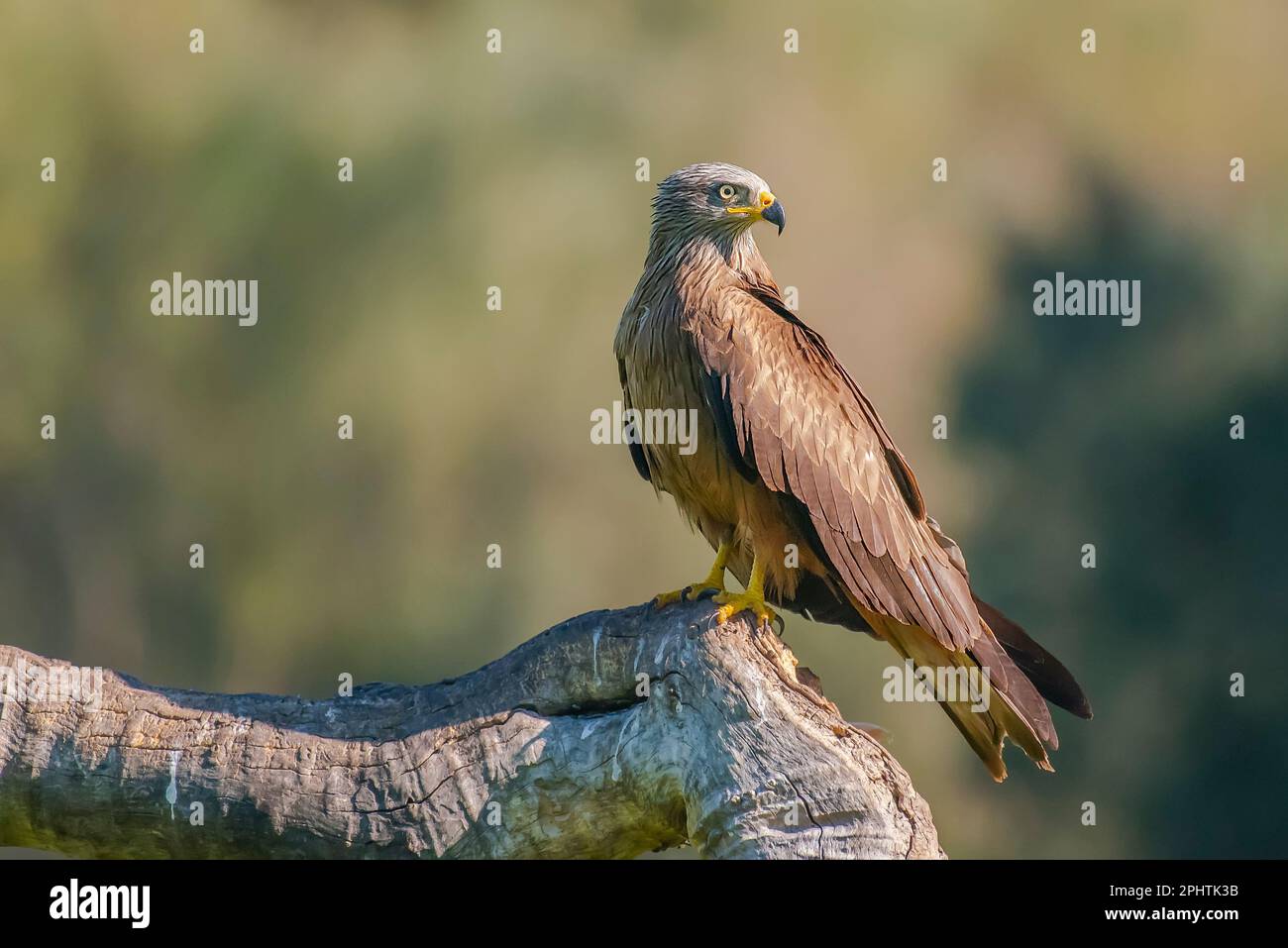 Il gioco d'azzardo online giocatore punti chips Foto Stock