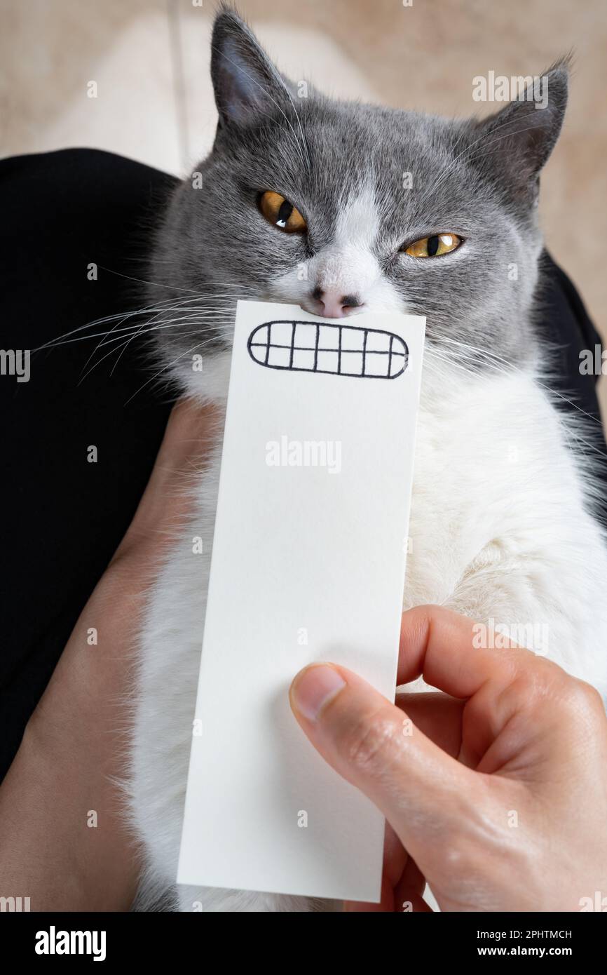 gatto con disegno disegnato a mano di una bocca arrabbiata Foto Stock