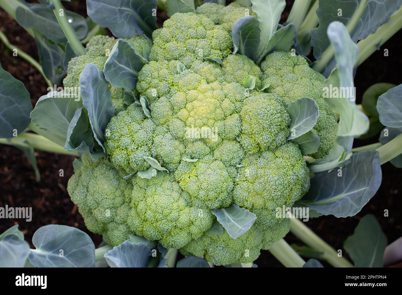 Primo piano di grandi broccoli su un letto da giardino, vista dall'alto. Foto Stock