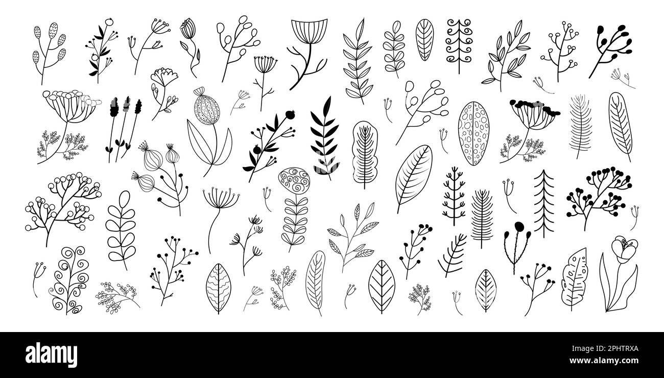 Fiori disegnati a mano e rami doodle set. Vettore Illustrazione Vettoriale