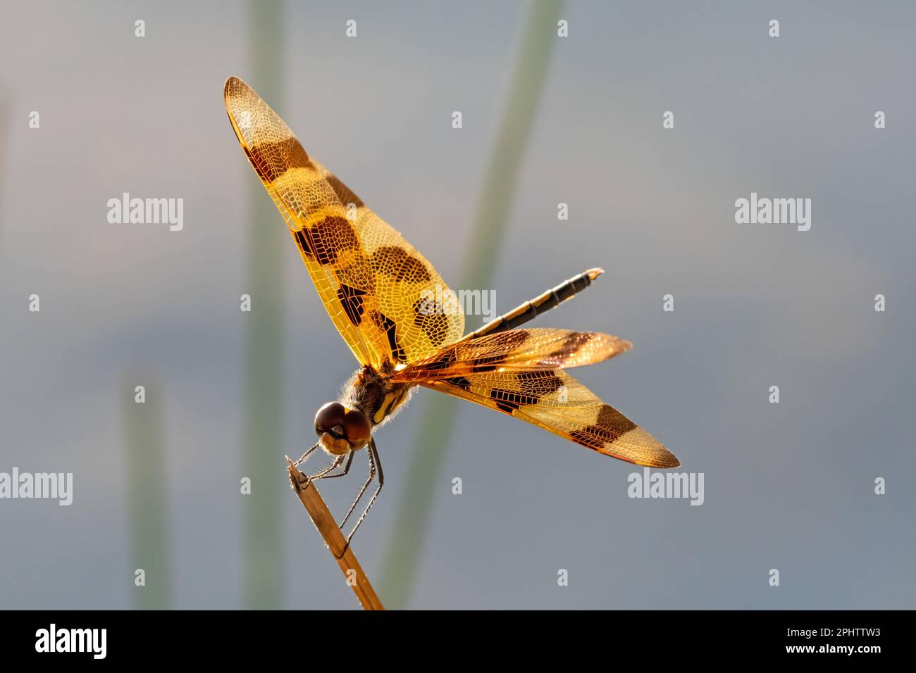 Halloween Pennant libellula - Celithemis eponina - arroccato su canna nel Parco Nazionale delle Everglades, Florida. Foto Stock