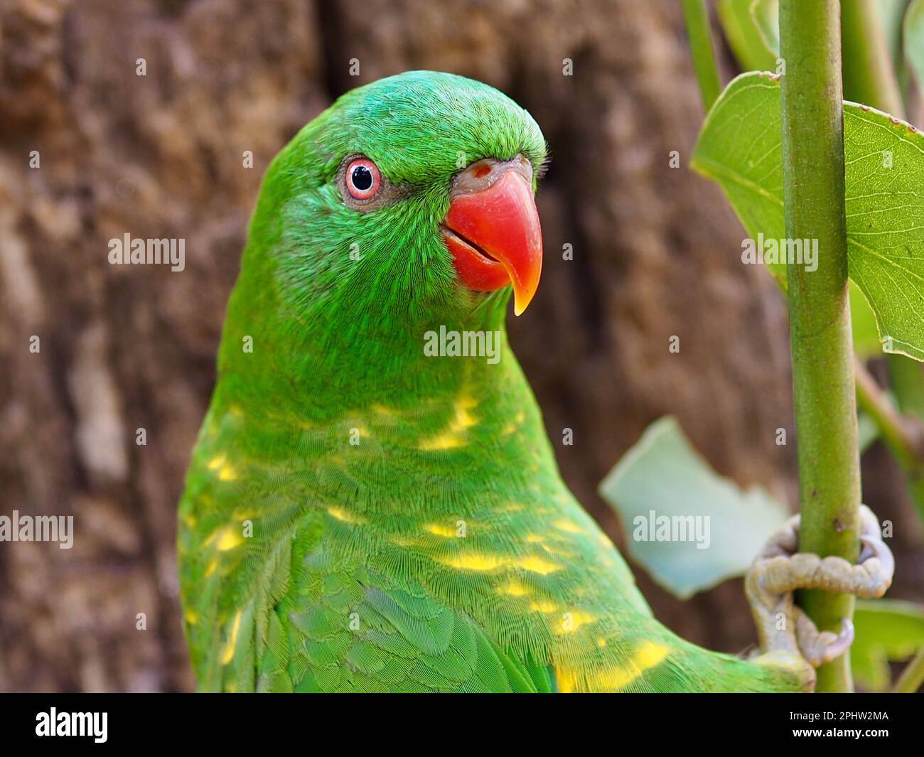 Incantevole Lorikeet dal sapore scagliato e di bellezza radiosa. Foto Stock