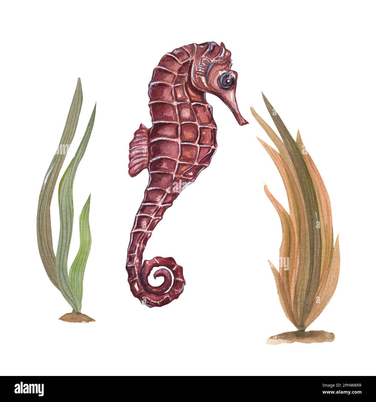 Illustrazione dipinta a mano di cavalluccio marino e alghe isolate su sfondo bianco. Ideale per tappezzeria, stampa, tessuti per bambini, vivaio Foto Stock