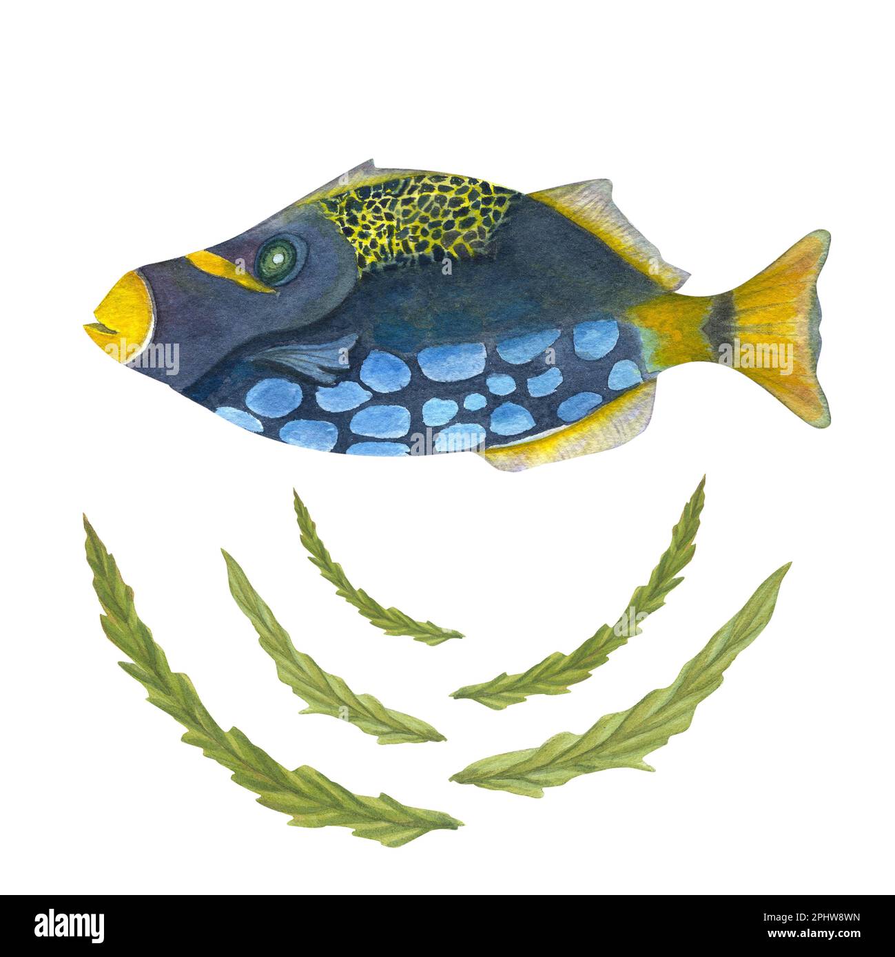 Acquerello dipinto a mano, illustrazione di pesci e alghe isolate su sfondo bianco. Può essere utilizzato per tappezzeria, stampa, tessuti per bambini, vivaio Foto Stock