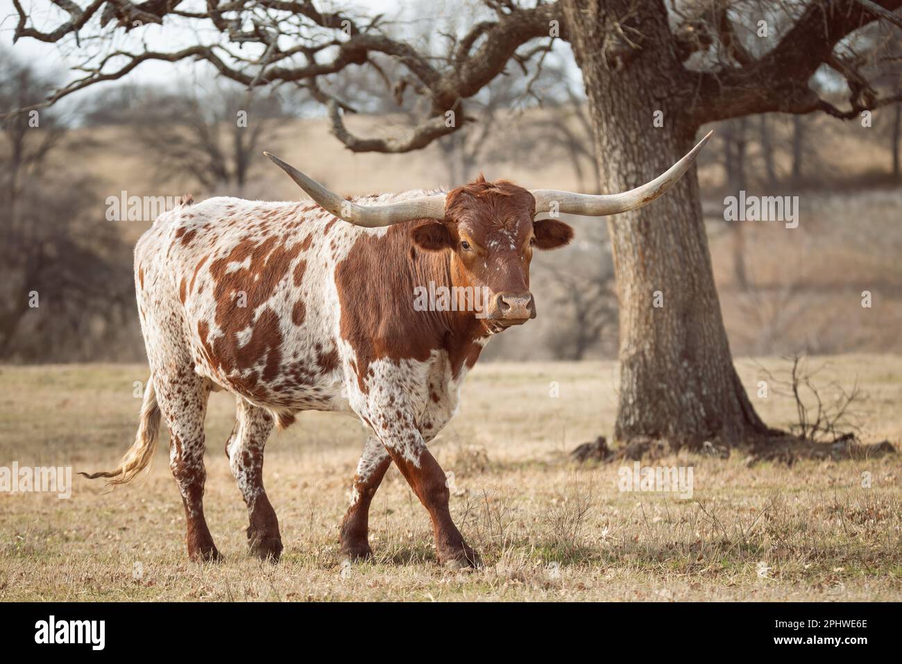 Texas Longhorn pascolo nel pascolo invernale Foto Stock