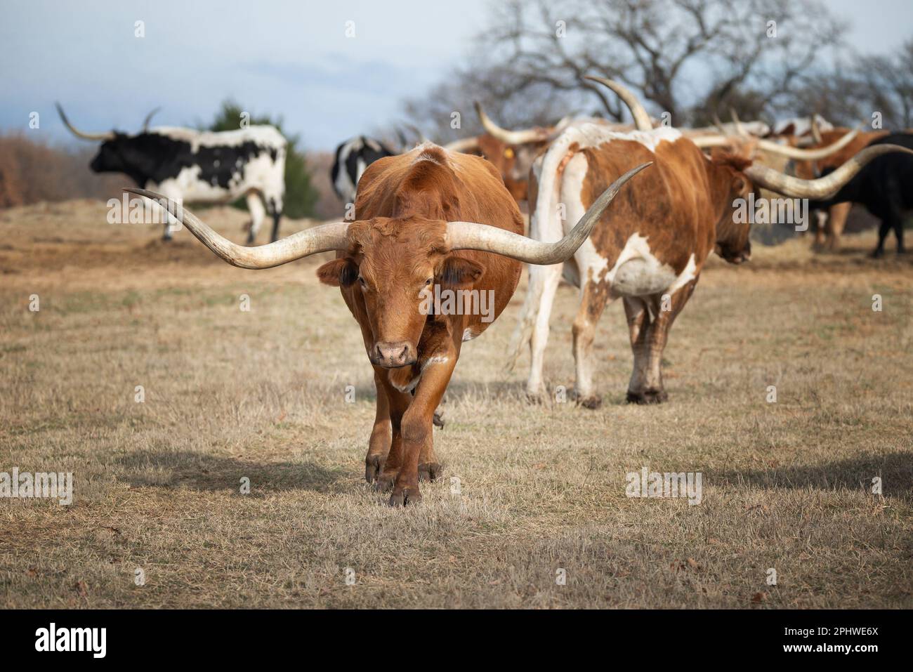 Texas longhorn bestiame pascolo sul pascolo invernale Foto Stock