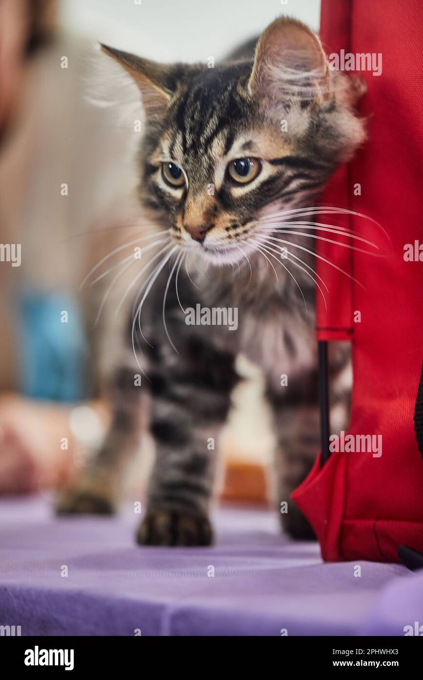 American Bobtail sono gatti affettuosi e incredibilmente intelligenti. Interagiscono molto bene e si legano alla famiglia, dimostrando grande fedeltà. Foto Stock