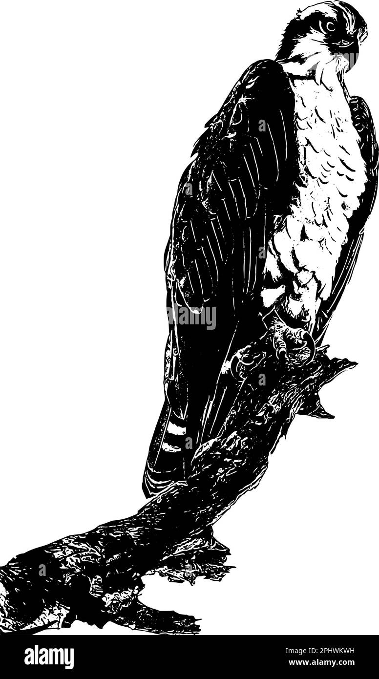 Osprey, falco di mare arroccato su uno schizzo di albero Illustrazione Vettoriale