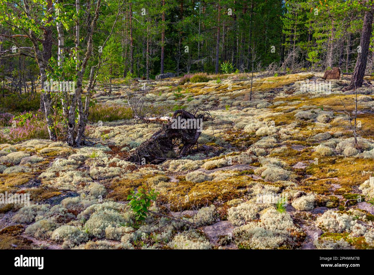 Sammallahdenmäki è un luogo di sepoltura dell'età del bronzo in Finlandia, vicino a Rauma Foto Stock