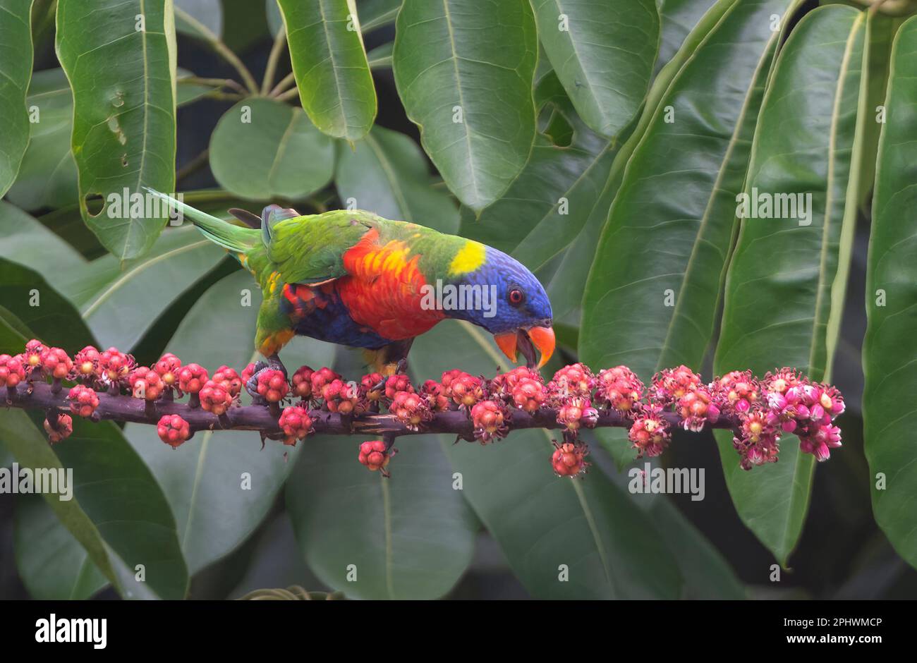 Rainbow Lorikeet (Trichoglossus hematodus) nutrire il frutto su un albero di ombrello (Schefflera actinophylla), far North Queensland, FNQ, QLD, Australia Foto Stock