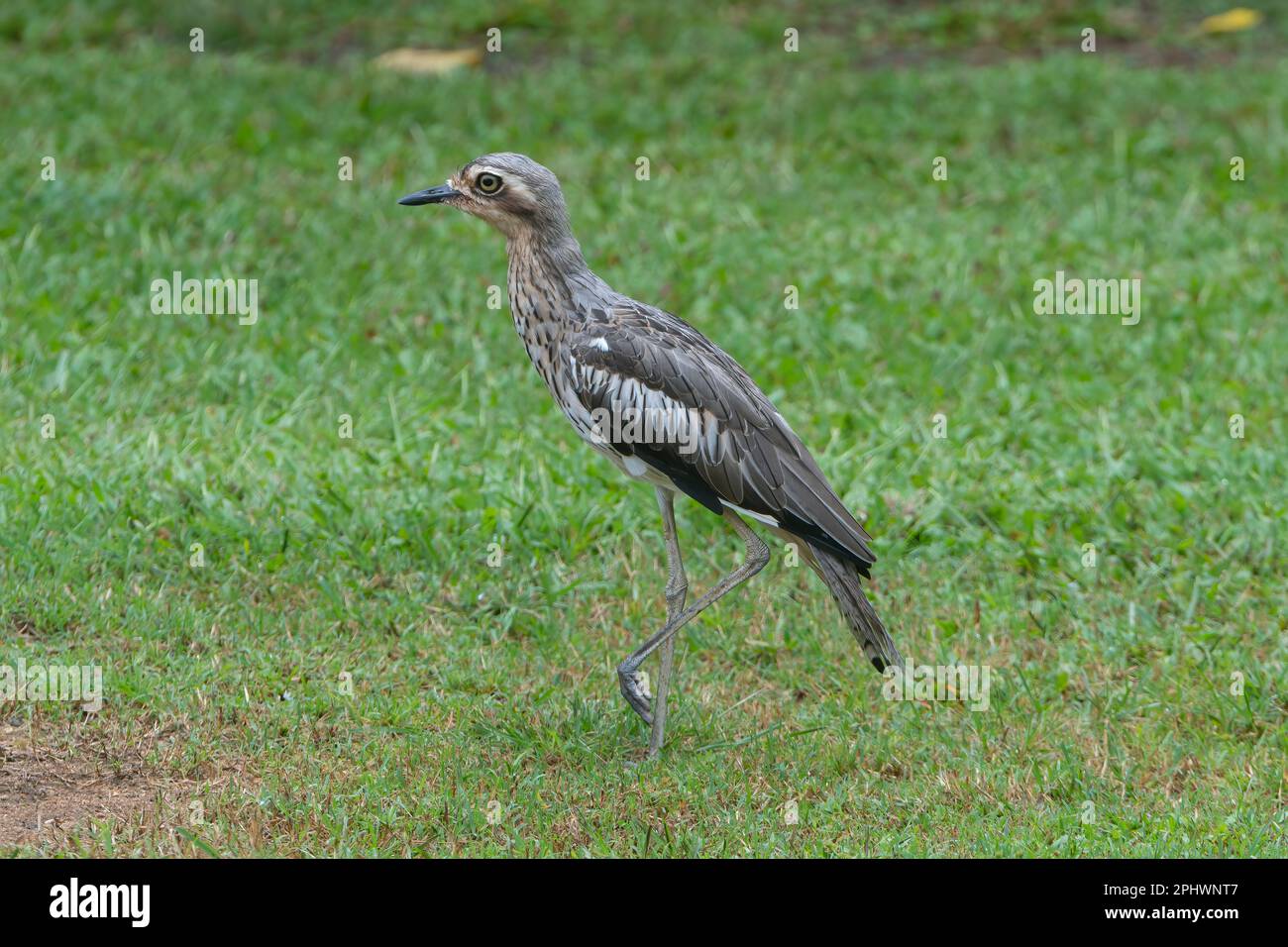 Vista laterale di un Bush Stone-Curlew o Bush Thick-Knee (Burhinus grallarius) su erba, Atherton Tablelands, far North Queensland, FNQ, QLD, Australia Foto Stock