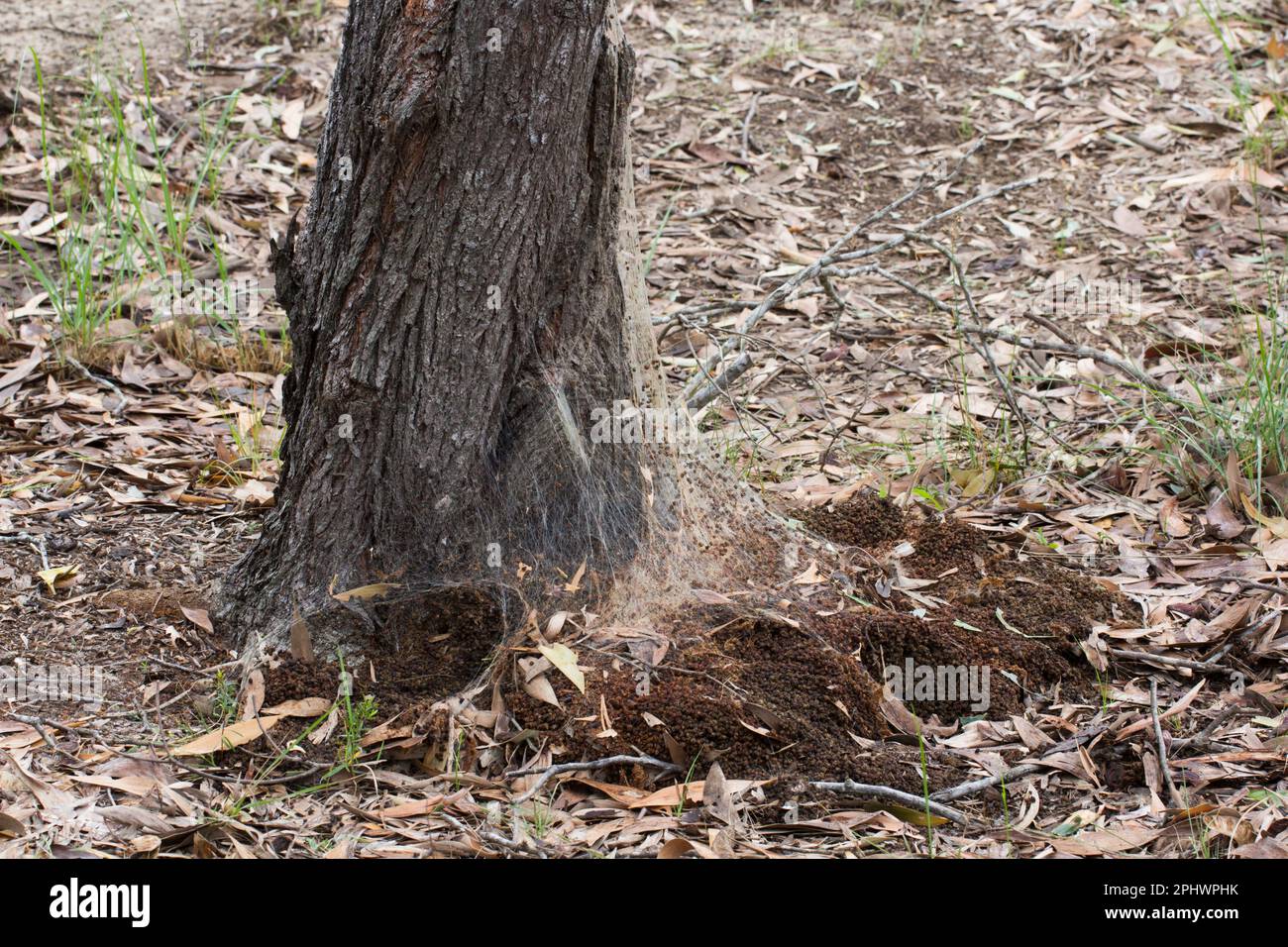 Il nido di Caterpillar processionario alla base di un albero, mostrando i sentieri di seta che salgono il tronco dell'albero e il foro di uscita formato quando hanno lasciato per trovare una n Foto Stock