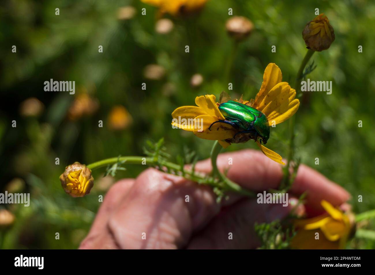 Rosa chafer metallica o rosa chafer verde Cetonia aurata insetto su un fiore giallo primo piano Foto Stock