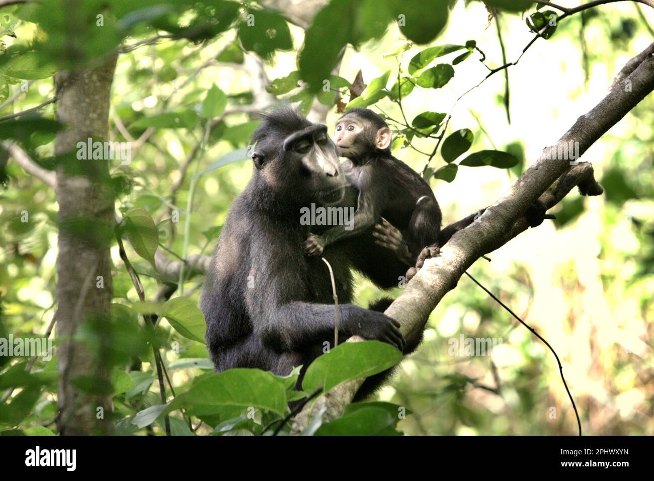 Sulawesi macaco nero-crested (Macaca nigra) adulto femmina individuale sta prendendo cura di un bambino come stanno foraging su un albero nella riserva naturale di Tangkoko, Sulawesi del nord, Indonesia. Attraverso il progetto Macaca Nigra e altri, nel corso di diversi decenni, le squadre di ricerca sono giunse alla Riserva di Tangkoko, un habitat relativamente sicuro, per studiare questa specie, secondo un sommario del marzo 2023 della raccolta di documenti di ricerca scientifica che è curata da un team di scienziati primati guidati da Jatna Sutriatna (Accessibile su Springer). Una delle sette specie di macaco endemiche dell'isola di Sulawesi,... Foto Stock